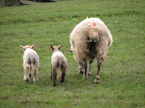 Original sheep image